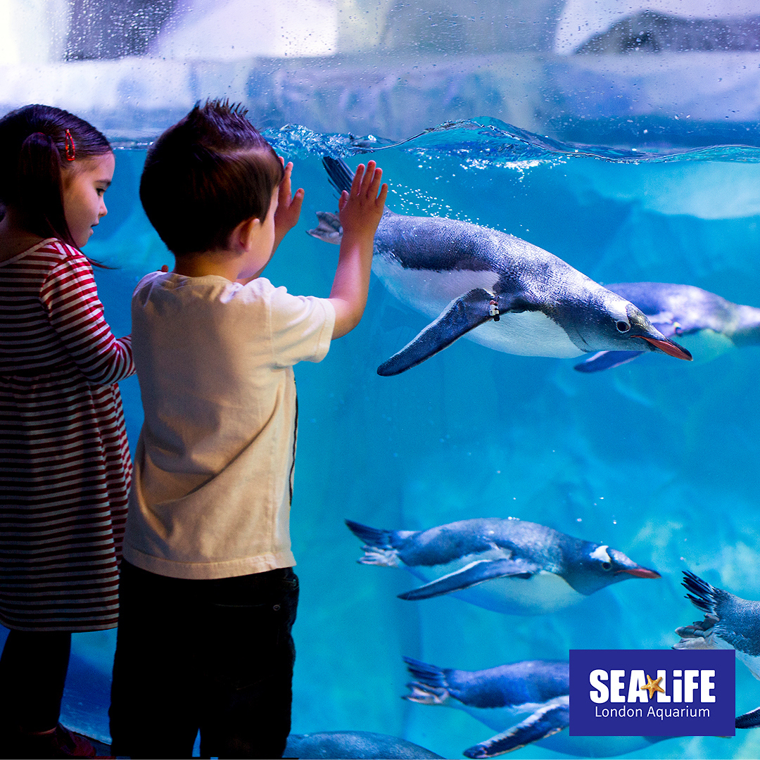 Scopri l’Acquario di Londra: Guida Completa e Consigli Utili