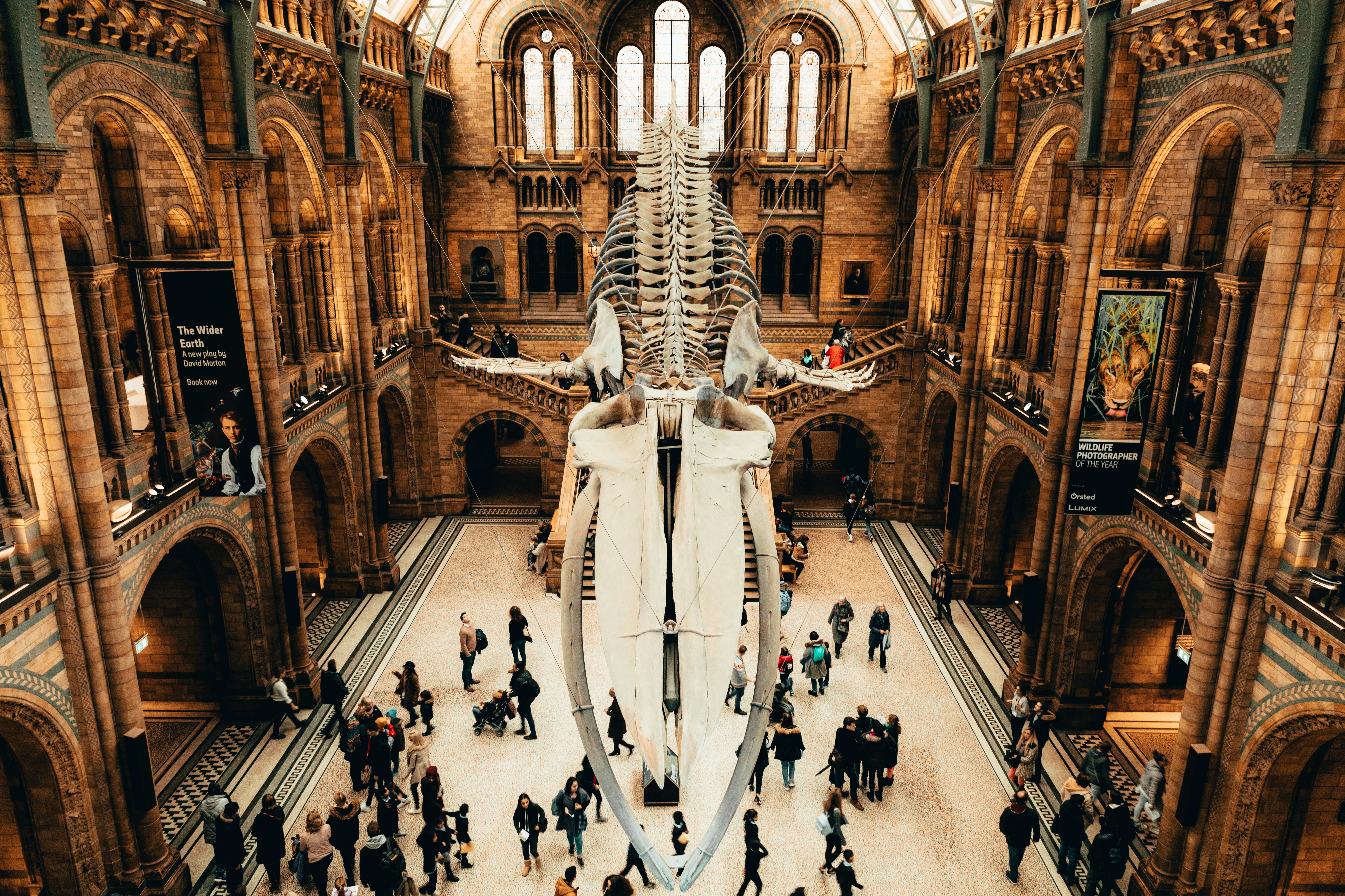 Natural History Museum Londra: tutto quello che devi sapere