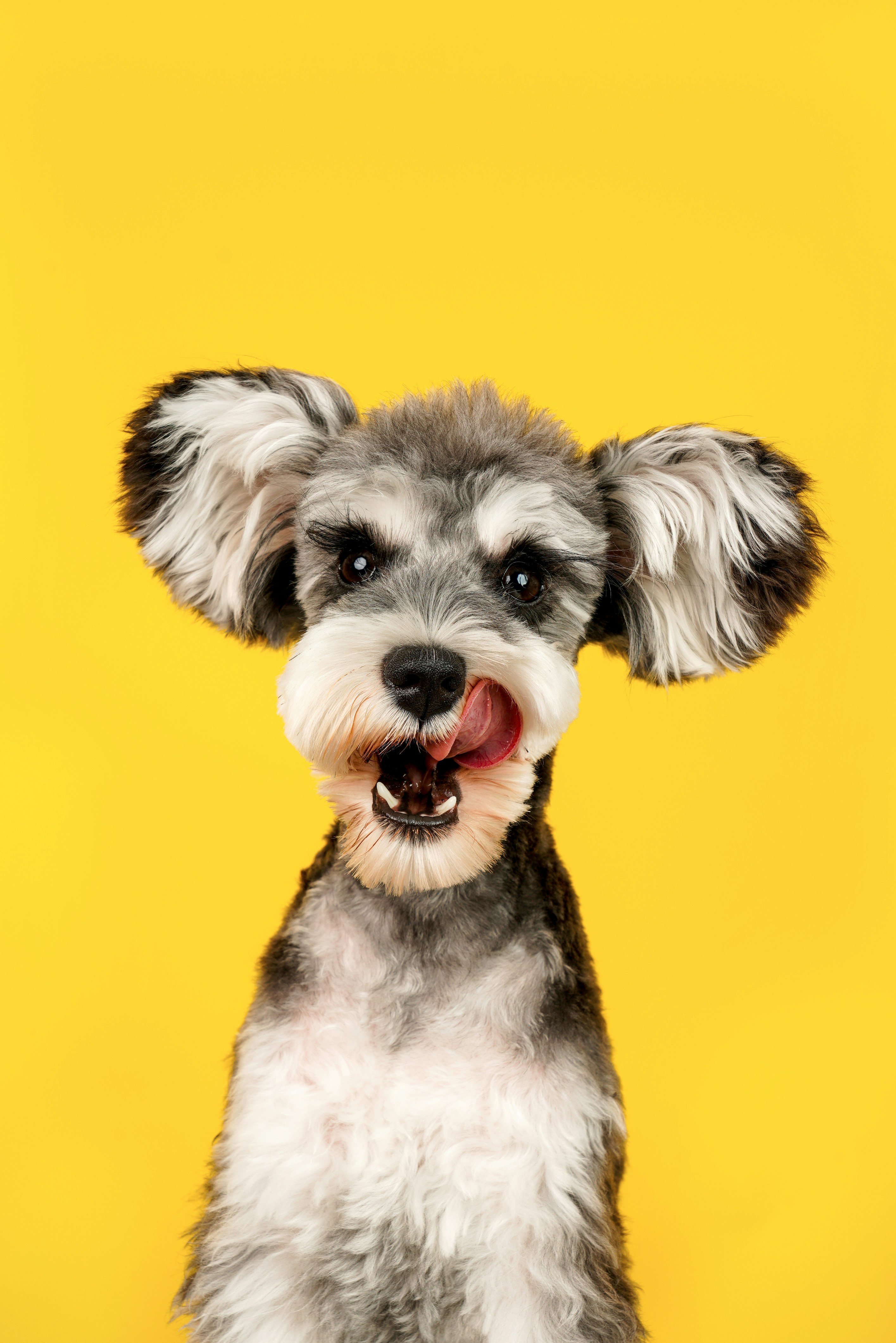 Londra con il cane: parchi, hotel e attività pet friendly